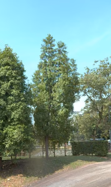 tree photo