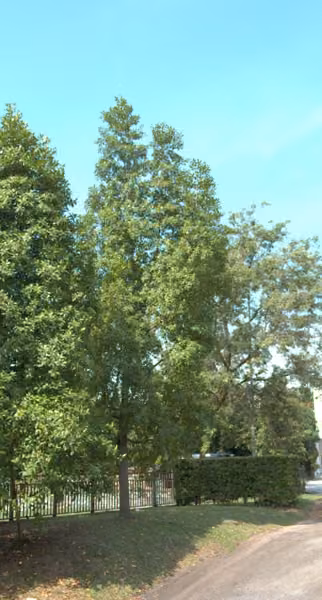 tree photo