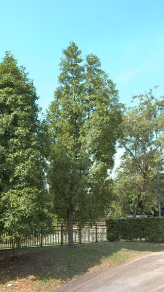 tree photo
