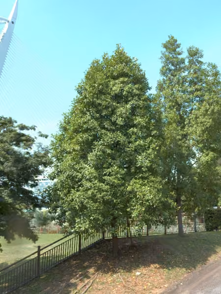 tree photo