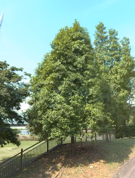 tree photo