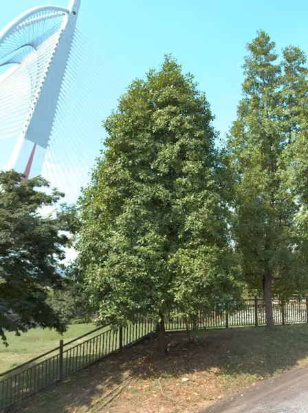 tree photo