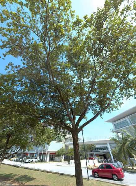 tree photo