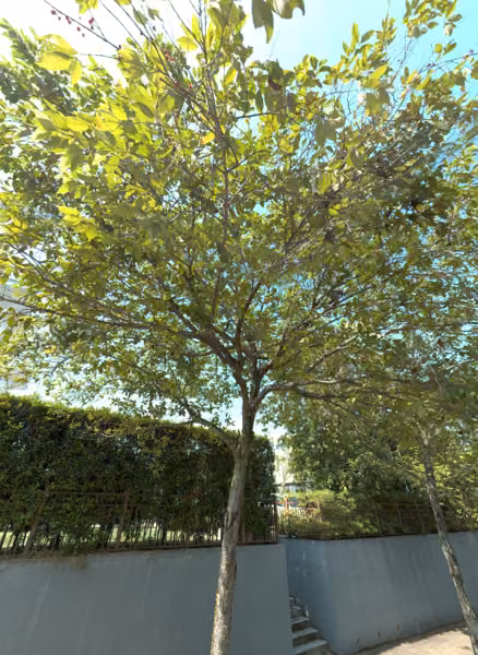 tree photo