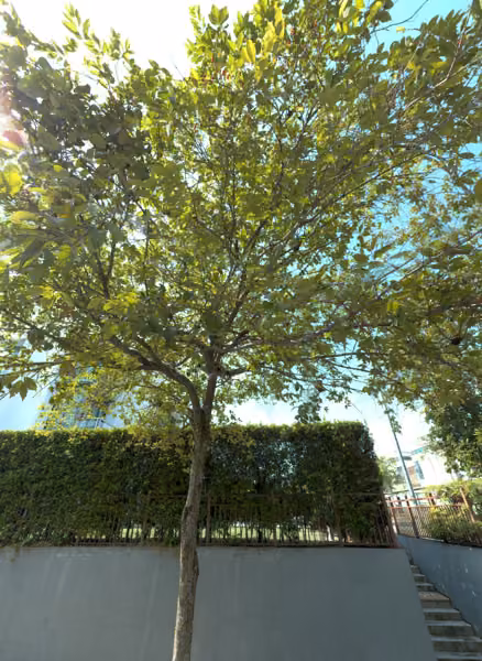 tree photo
