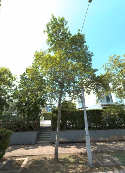 tree photo