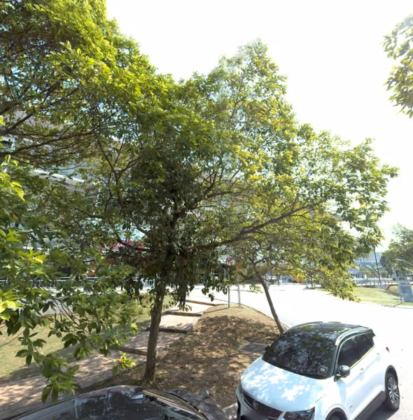 tree photo