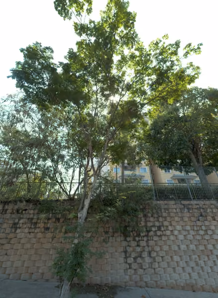 tree photo