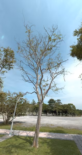 tree photo