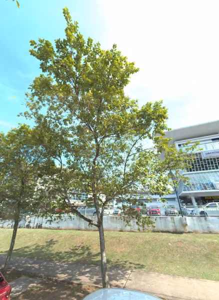 tree photo