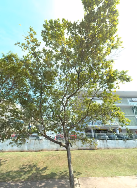 tree photo