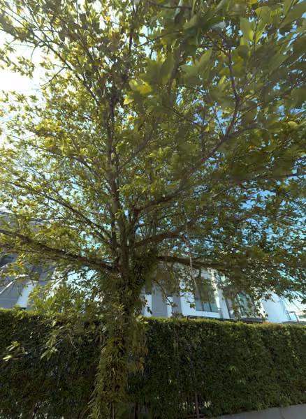 tree photo