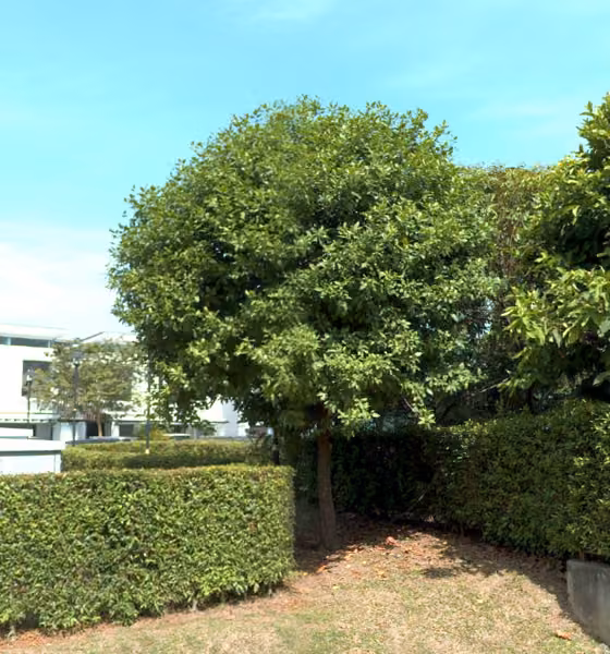 tree photo