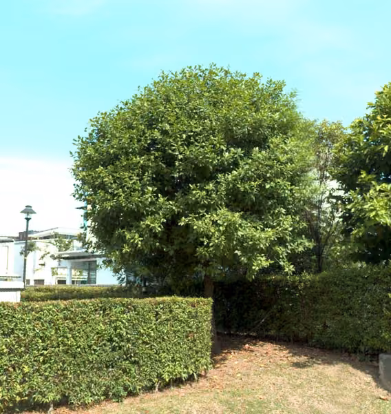 tree photo