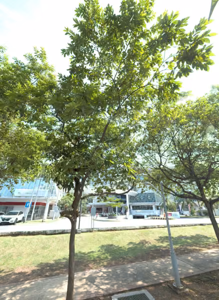tree photo