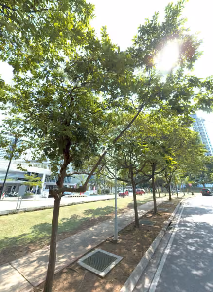 tree photo