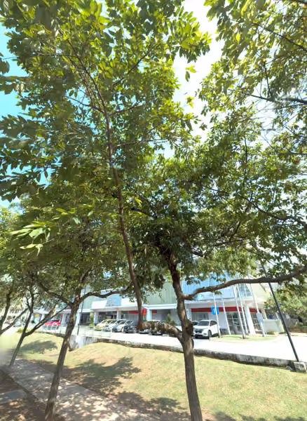 tree photo
