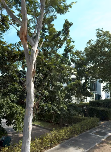 tree photo