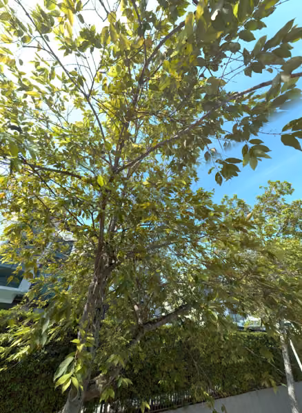 tree photo