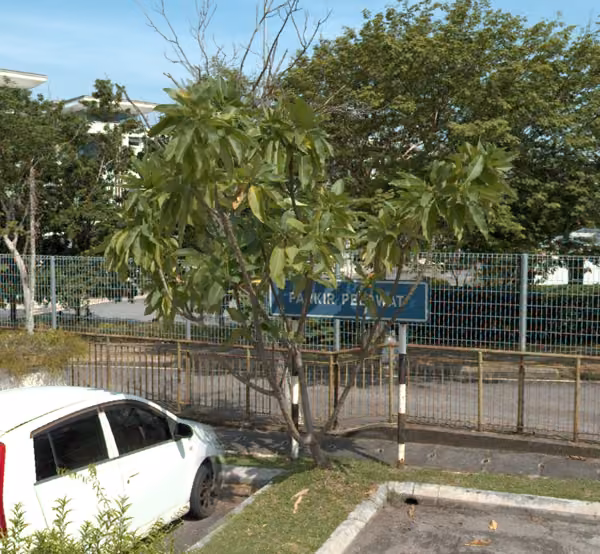 tree photo