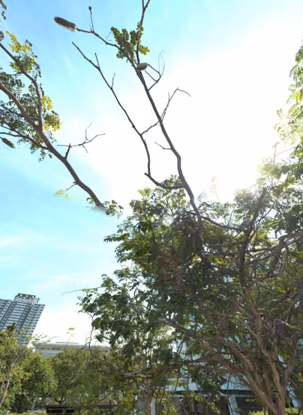 tree photo
