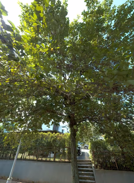 tree photo