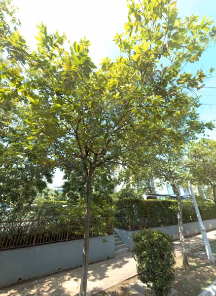 tree photo