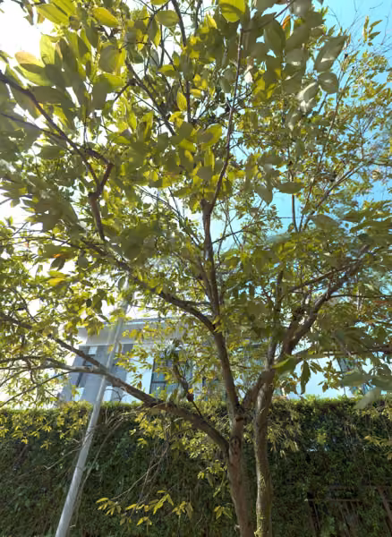 tree photo