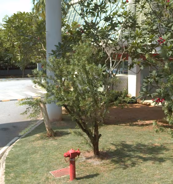 tree photo