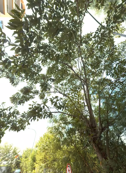 tree photo