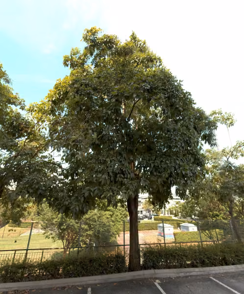 tree photo