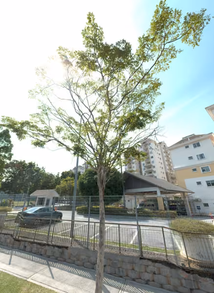 tree photo