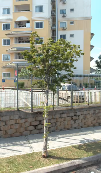 tree photo
