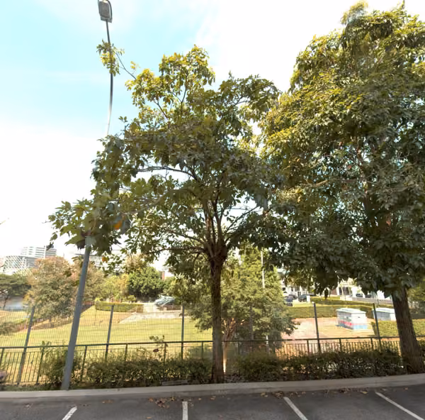 tree photo