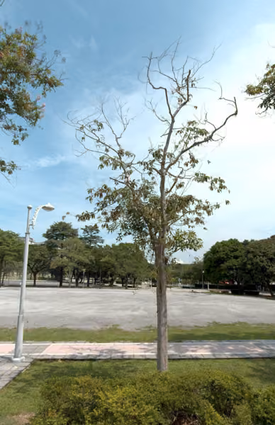 tree photo