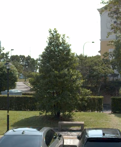 tree photo