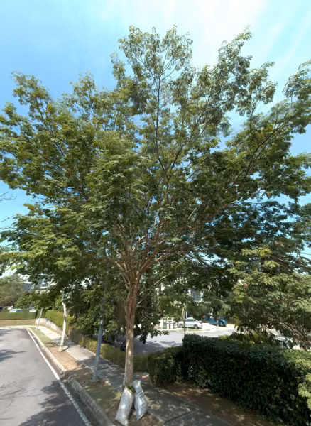 tree photo