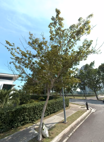 tree photo