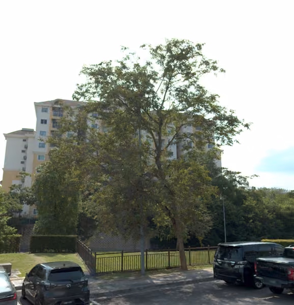 tree photo