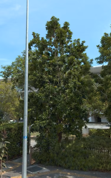 tree photo