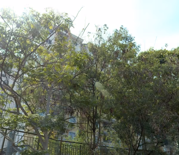 tree photo