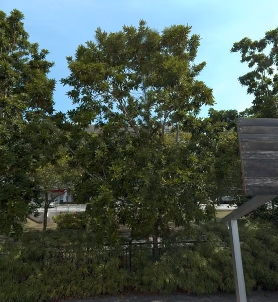 tree photo