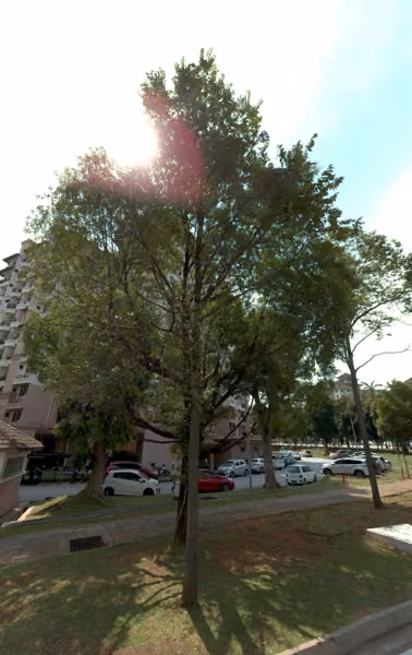 tree photo