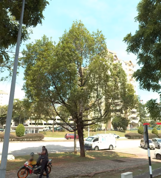 tree photo