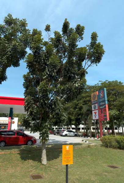 tree photo