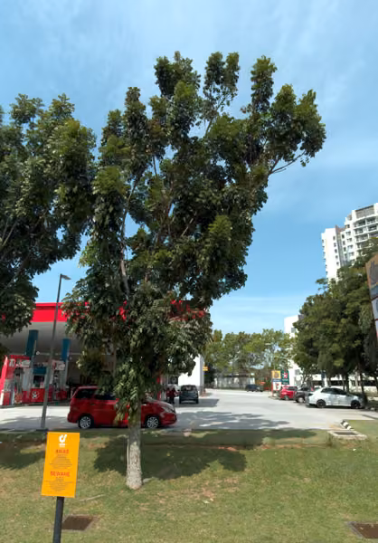 tree photo