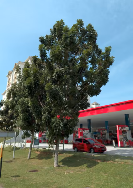 tree photo