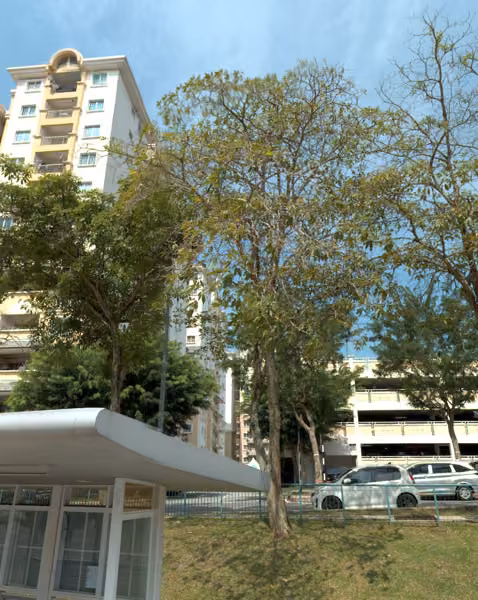 tree photo