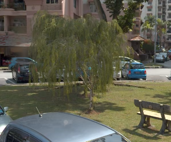 tree photo