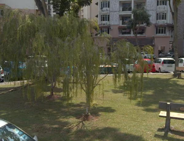 tree photo